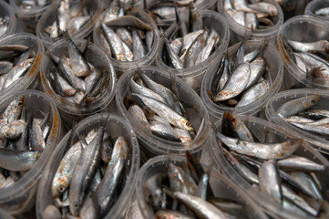Plastic jars with sprat. Canned fish. Seafood production