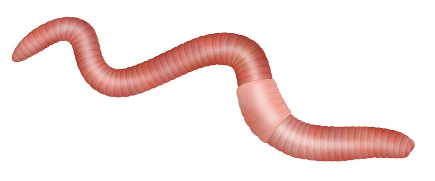 Common earthworm illustration against white background