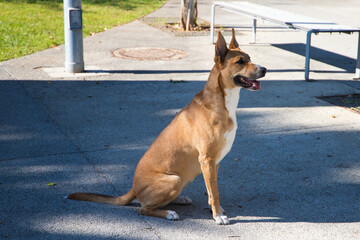 cinnamon coloured dog with white chest and legs sitting on the ground looking at his owner. Concept companion animals. 4th october world pet day.