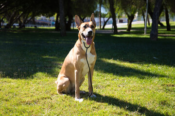 Medium sized dog sitting on the grass in the park. The dog has a vet's stethoscope and is posing for the photo. Concept pets. 4th of october world pet day.
