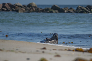 Seals and seals on the beach of Heligoland.