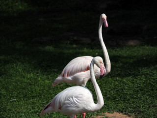 pink flamingo grouped together from Thailand Zoo