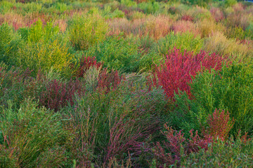 Various colored broom cypress plants blooming in the park