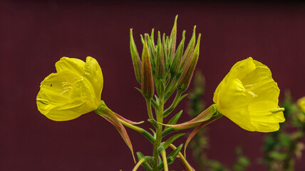 Yellow flower with a burgundy background