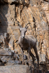 Bighorn Sheep in Waterton Canyon