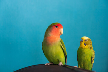 Fototapeta na wymiar Two pet parrots - budgie and rosy-faced lovebird. Friendship between a parrots of different species