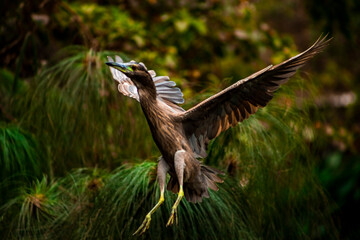 Bird flying towards a branch.