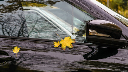 Fallen yellow leaf on the car
