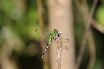 Green Darner Dragonfly