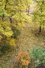 Ground in the park covered with fallen leaves