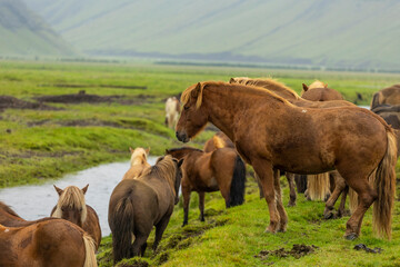 a herd of domesticated horses are  grazing on the green pasture of Icelandic farmland countryside.  the beautiful mammals are part of the grassland ecosystem  