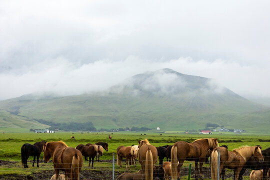 A Herd Of Domesticated Horses Are  Grazing On The Green Pasture Of Icelandic Farmland Countryside.  The Beautiful Mammals Are Part Of The Grassland Ecosystem  