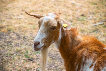 Golden Guernsey goat at Hackney city farm in London