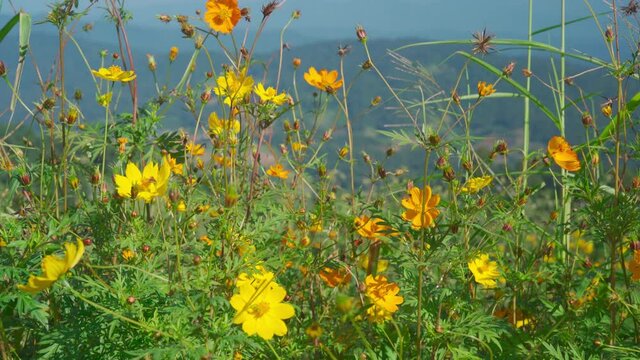 Yellow field flowers sway in the wind at mountain landscape, Mon Jam Thailand