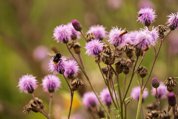 Close up of a bumblebee on a bunch of purple blooming thistles in a Forest