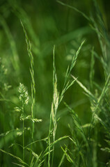 A lovely grass closeup at spring in saarland, copy space