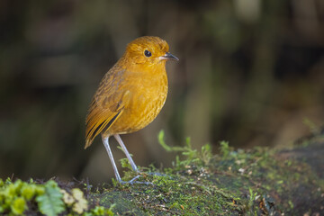Rufous Antpitta perched on a tree log