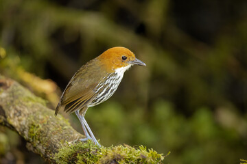 Chestnut-crowned Antpitta perched on a branch in the forest