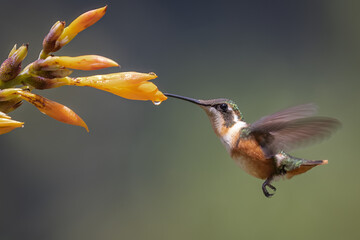 Naklejka premium Purple-throated Woodstar in-flight foraging on an orange tropical flower