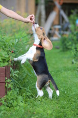 dog training beagle. raising dogs