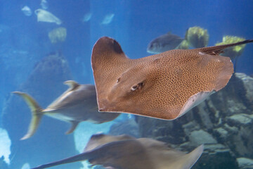 Sting ray underwater close up portrait