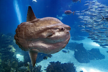 Sunfish underwater close up portrait