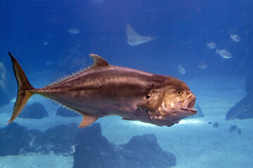 Tuna open mouth eating underwater close up