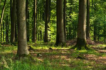 Birch trees in a lush green forest near Detmold, Teutoburg Forest, Germany