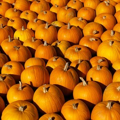 background of many orange pumpkins on a sunny autumn day