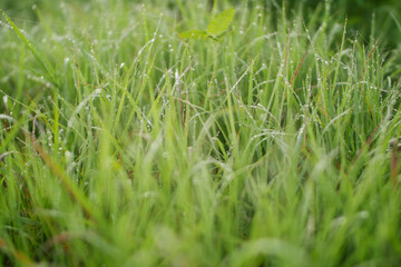 green grass background