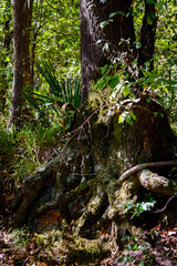 Fototapeta premium Close Up Of Old Tree With Exposed Roots-2793