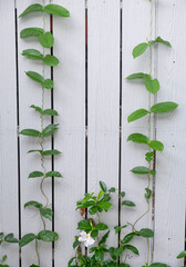 Beauty white flower in ivy vine with green color leaves. flora  creeper plant climbing on white wood plank in botany garden