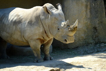 Obraz premium A close-up on a rhinoceros.