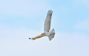 Schlangenadler