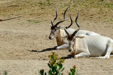 Two white antelopes during a sunny day. 