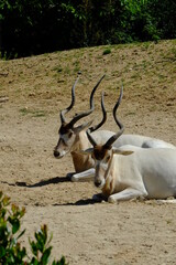 Naklejka na ściany i meble Two white antelopes during a sunny day. 