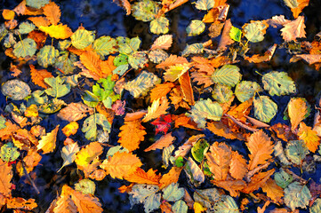 autumn leaves on the water surface of the river
