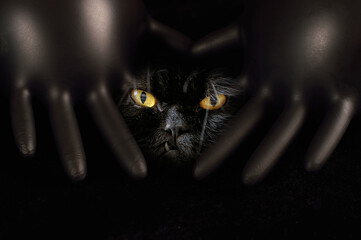 black cat with yellow eyes on a black background