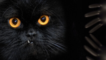 black cat with yellow eyes on a black background