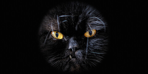 black cat on a black background 