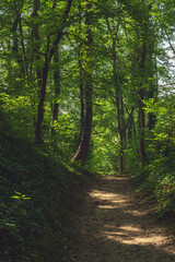 Fototapeta na wymiar Forest path in dappled sunlight in a lush summer deciduous forest.