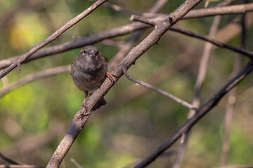The sparrow also know as Sparrow among the branches at the top of a tree. Species Passer domesticus. Animal world. Birdwatching.