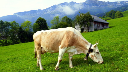 Fototapeta na wymiar Kuh mit Glocke frisst auf grüner Wiese mit Hütten in romantischer Alpenlandschaft