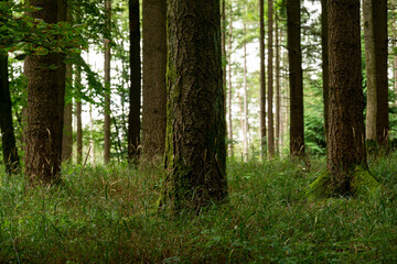 Fototapeta premium Mystic coniferous forest with moss-covered tree trunks and green overgrown forest floor in beautiful light, Bad Pyrmont, Weserbergland, Germany