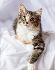 A cute little kitten is lying on a white blanket. He has a funny half-black, half-gray nose. It is tricolor. Copy space.