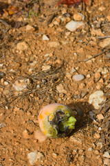 Persimmon spoiled by the attack of pests such as the 