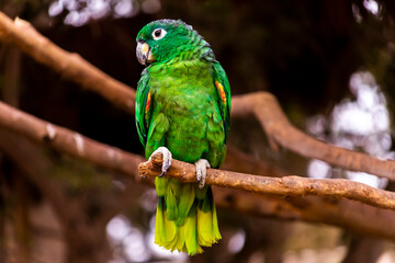 Parrot laying on a branch watching