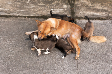 stray mother dog with her growing baby on the footpath