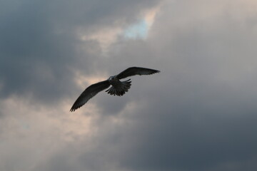 Seagull in Flight