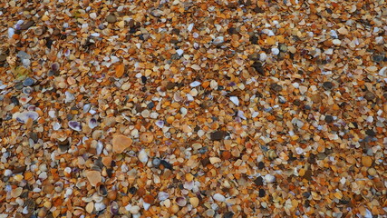 Shells from gastropods of bivalve molluscs living in the Azov and Black seas. Beige, brown, black, white seashells on the shore. The village of Golubitskaya. Broken small seashells © Julija